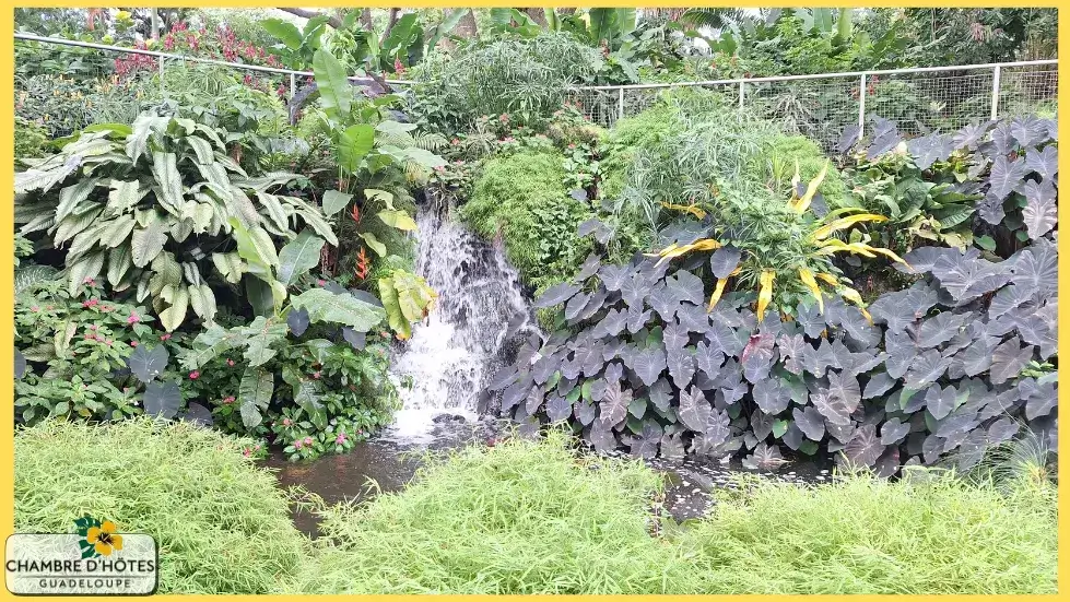 Petite cascade tropicale pittoresque se déversant dans un bassin entouré de plantes exotiques au cœur du Jardin Botanique de Deshaies en Guadeloupe