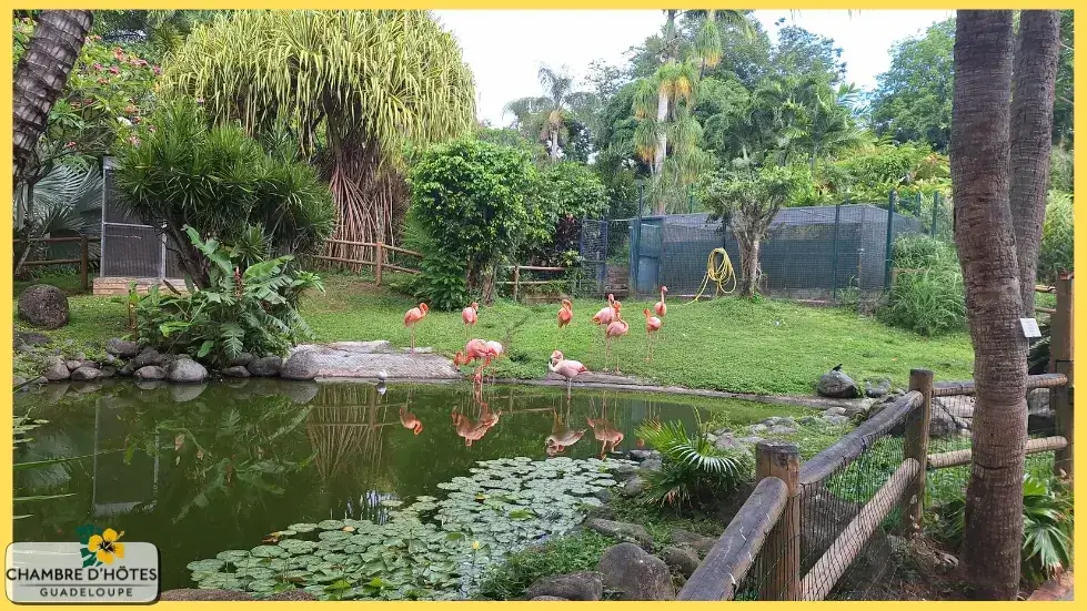 Groupe de flamants roses des Caraïbes dans le lac artificiel à l'entrée du Jardin Botanique de Deshaies en Guadeloupe