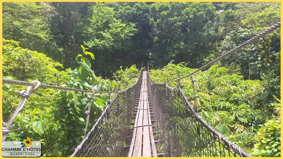 Traversée vertigineuse sur un pont suspendu au cœur de la forêt tropicale au Zoo de Guadeloupe (Parc des Mamelles) à Bouillante